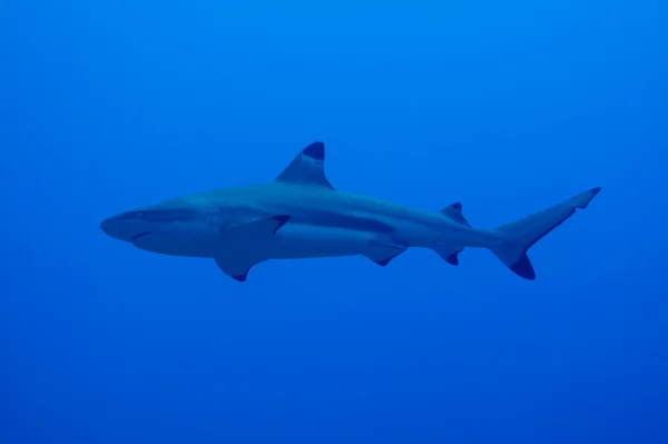 Tiburón plateado (carcharhinus albimarginatus ) — Foto de Stock