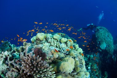 Anthias