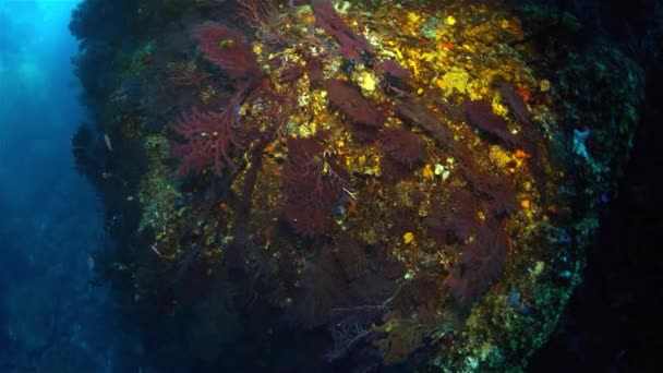 Méditerranée underwater — Stock Video