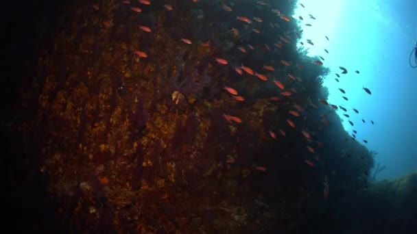 Méditerranée underwater — Wideo stockowe