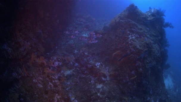 Méditerranée underwater — Stok video