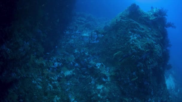 Méditerranée underwater — Stockvideo