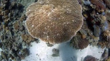 Sualtı Kızıldeniz