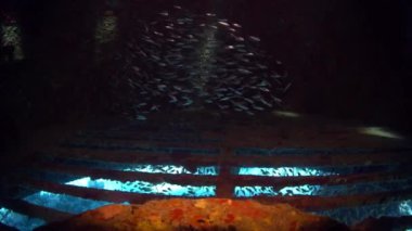 Sualtı Kızıldeniz