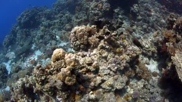 Mar Vermelho Subaquático — Vídeo de Stock