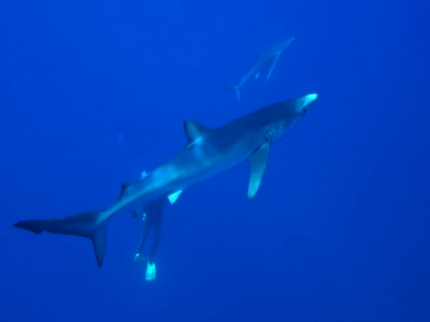 Синяя акула (Prionace glauca ) — стоковое видео