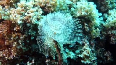 İn Azor sualtı video