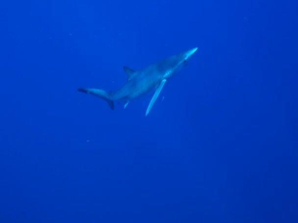 Blauwe haai (prionace glauca) — Stockvideo