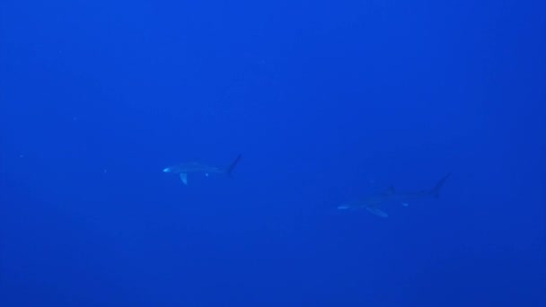 Tubarão-azul (Prionace glauca ) — Vídeo de Stock