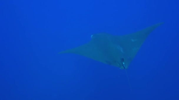 Ray Mobula (Mobula mobular) — Vídeos de Stock