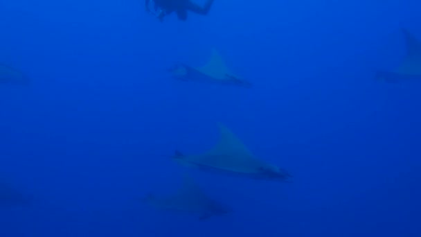 Ray Mobula (Mobula mobular) — Vídeos de Stock