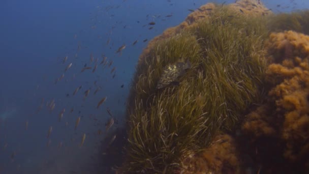 Подводный мир Средиземноморья — стоковое видео