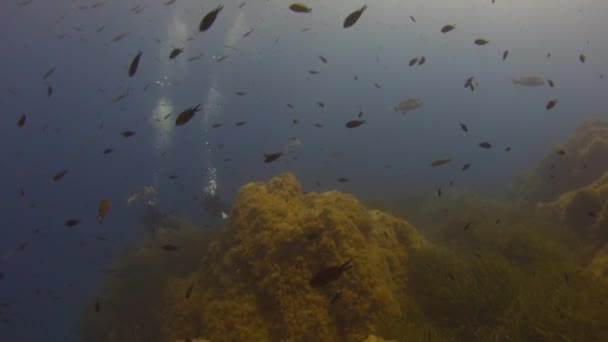 Подводный мир Средиземноморья — стоковое видео