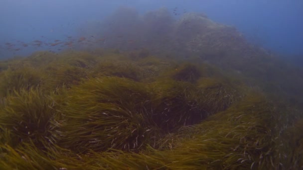 Méditerranée underwater — ストック動画