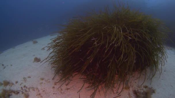 Méditerranée underwater — Stockvideo