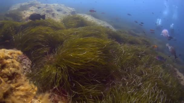 Méditerranée underwater — Wideo stockowe