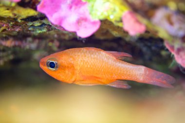 Cardinalfish-Apogon (Apogon imberbis)