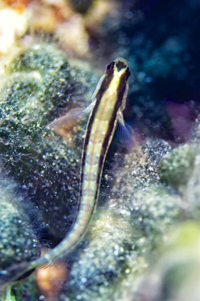 Peixe muito jovem — Fotografia de Stock