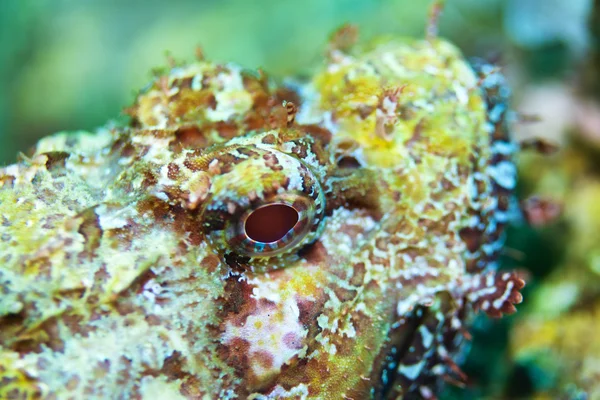 Peixe escorpião vermelho — Fotografia de Stock