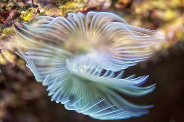Akdeniz fanworm-Spirographe