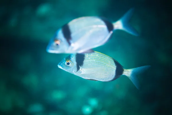 Common two-banded sea bream — Stock Photo, Image