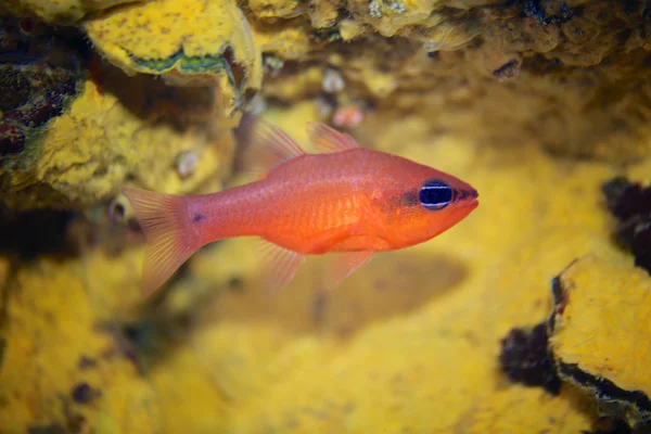 Fish(Apogon imberbis bíboros) — Stock Fotó