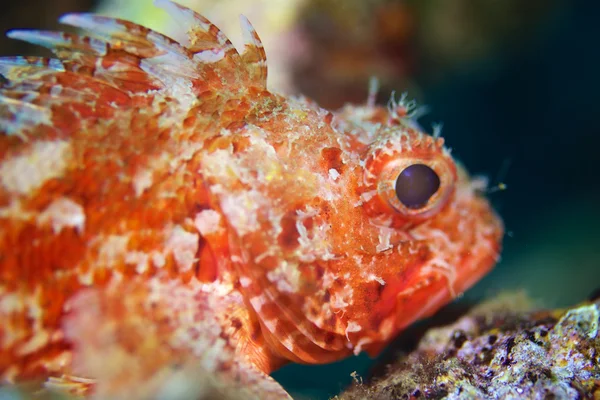 Vörös skorpió hal — Stock Fotó