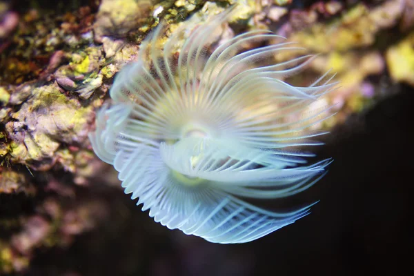 Fanworm Morza Śródziemnego-Spirographe — Zdjęcie stockowe