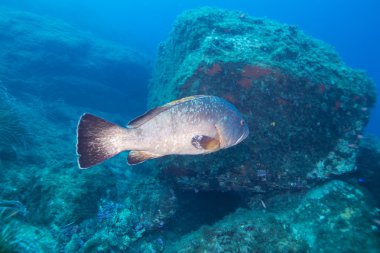 Sualtı ve doğa fotoğrafçılığı