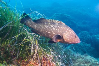 Sualtı ve doğa fotoğrafçılığı