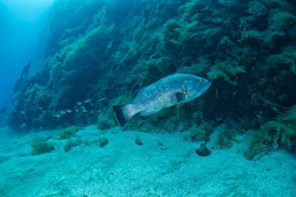 Dusky Grouper fish — Stock Photo, Image