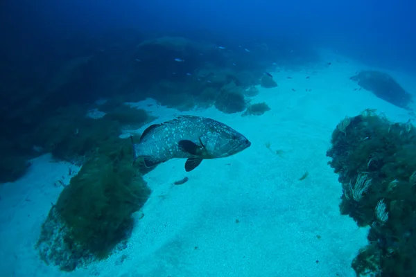 Underwater and nature photography — Stock Photo, Image