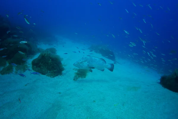 Underwater and nature photography — Stock Photo, Image