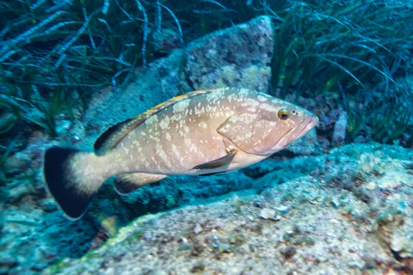 Underwater and nature photography — Stock Photo, Image