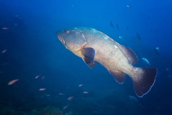 Underwater and nature photography — Stock Photo, Image