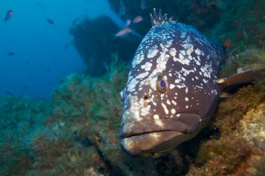 Sualtı ve doğa fotoğrafçılığı