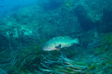 Sualtı ve doğa fotoğrafçılığı