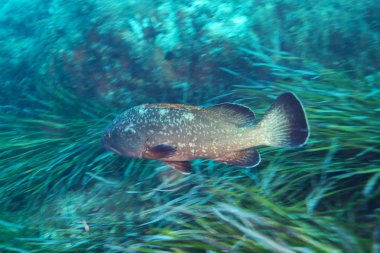 Sualtı ve doğa fotoğrafçılığı