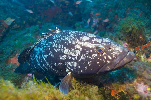 Onderwater en natuurfotografie — Stockfoto