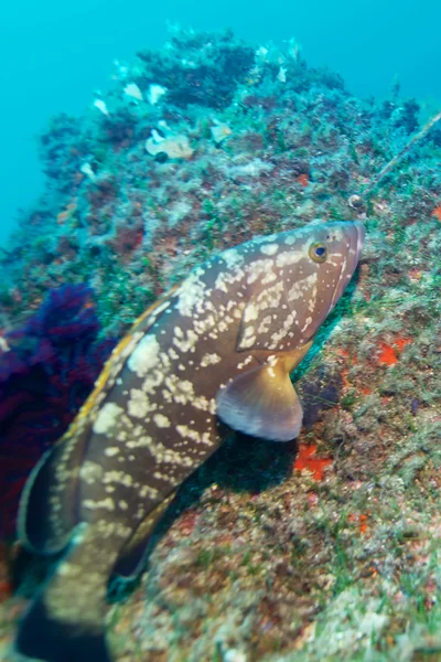 水中と自然写真 — ストック写真