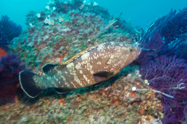 Underwater and nature photography — Stock Photo, Image