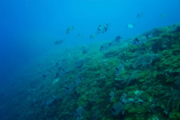 Underwater and nature photography — Stock Photo, Image