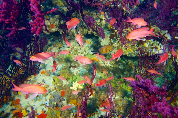 Fotografias subaquáticas e de natureza — Fotografia de Stock