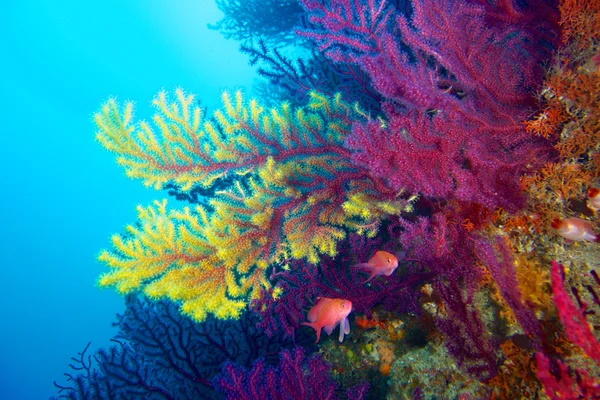 Onderwater en natuurfotografie — Stockfoto