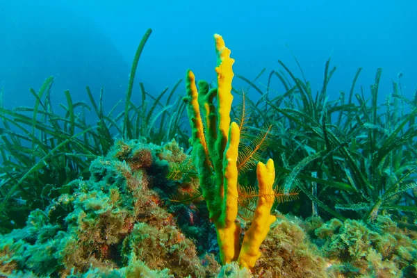 Underwater photography of marine life. — Stock Photo, Image