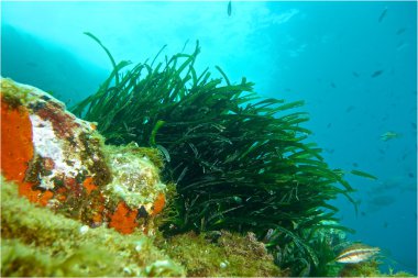 Posidonia sualtı fotoğrafçılığı.