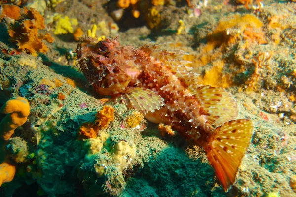 Fotografering under vann av rødskorpionfisk . – stockfoto