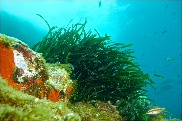 Underwater photography of Posidonia. — Stock Photo, Image