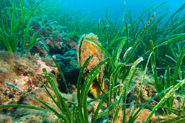 Asil kalem kabuk sualtı fotoğrafçılığı.