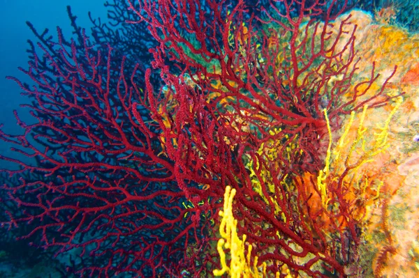 Underwater photography of Red gorgonian — Stock Photo, Image